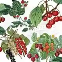 Fresh Fruits