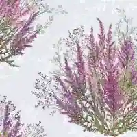 Calluna
