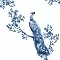 Royal Peacock