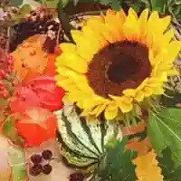 Sunflower Bloom