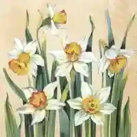 White Narcissus Apricot