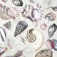 Shells of the Sea