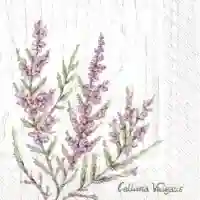 Calluna Vulgaris Grey