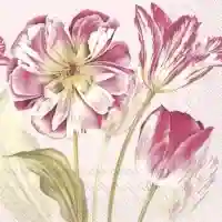 Majestic Tulips Rose