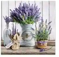 Lavender in Bucket