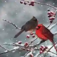 Cardinal Birds on Snowy Branch