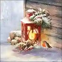 Robin by Lantern