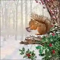 Squirrel in Tree