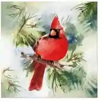 Winter Cardinal 2