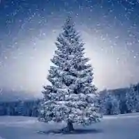 Magic Tree