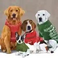 Sweater Dogs