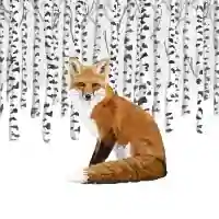 Wilderness Fox