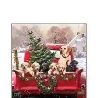 Family Trip