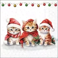 funny cute kittens