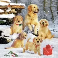 golden retriever puppies