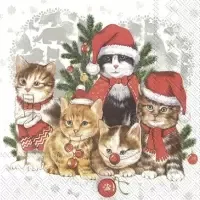 cat-mas