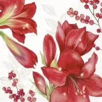 elegant amaryllis cream
