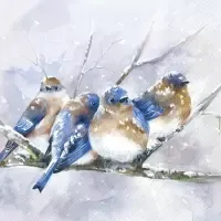 cuddly birdies blue