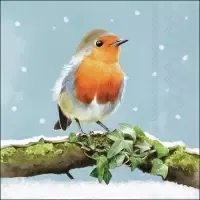 Robin on Branch