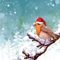 Robin snow