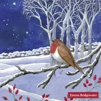 Midnight robin