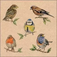 Recycled bird species nature