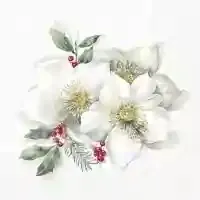 Christmas Rose white