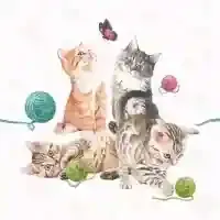 Playing Kitten