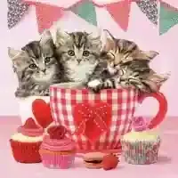 Cats in Teacups