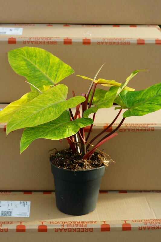 Philodendron 'Medisa' pot size 17 Philodendron 'Medisa' pot size 17