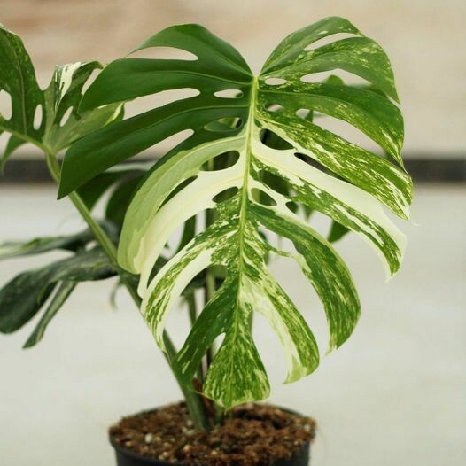 Monstera variegata Monstera variegata