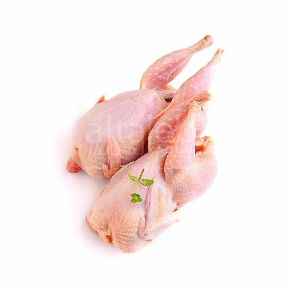 جوز حمام - مارمينا المعلق