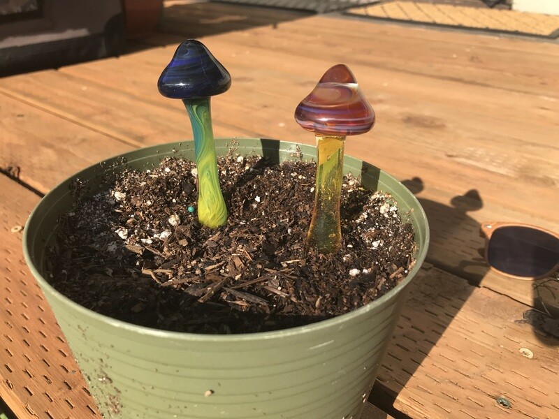 Mushroom