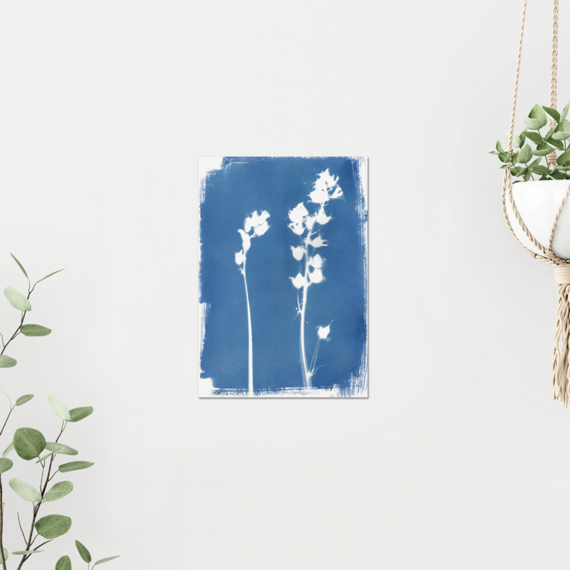 cyanotype reproductions (2 designs) - giclée prints