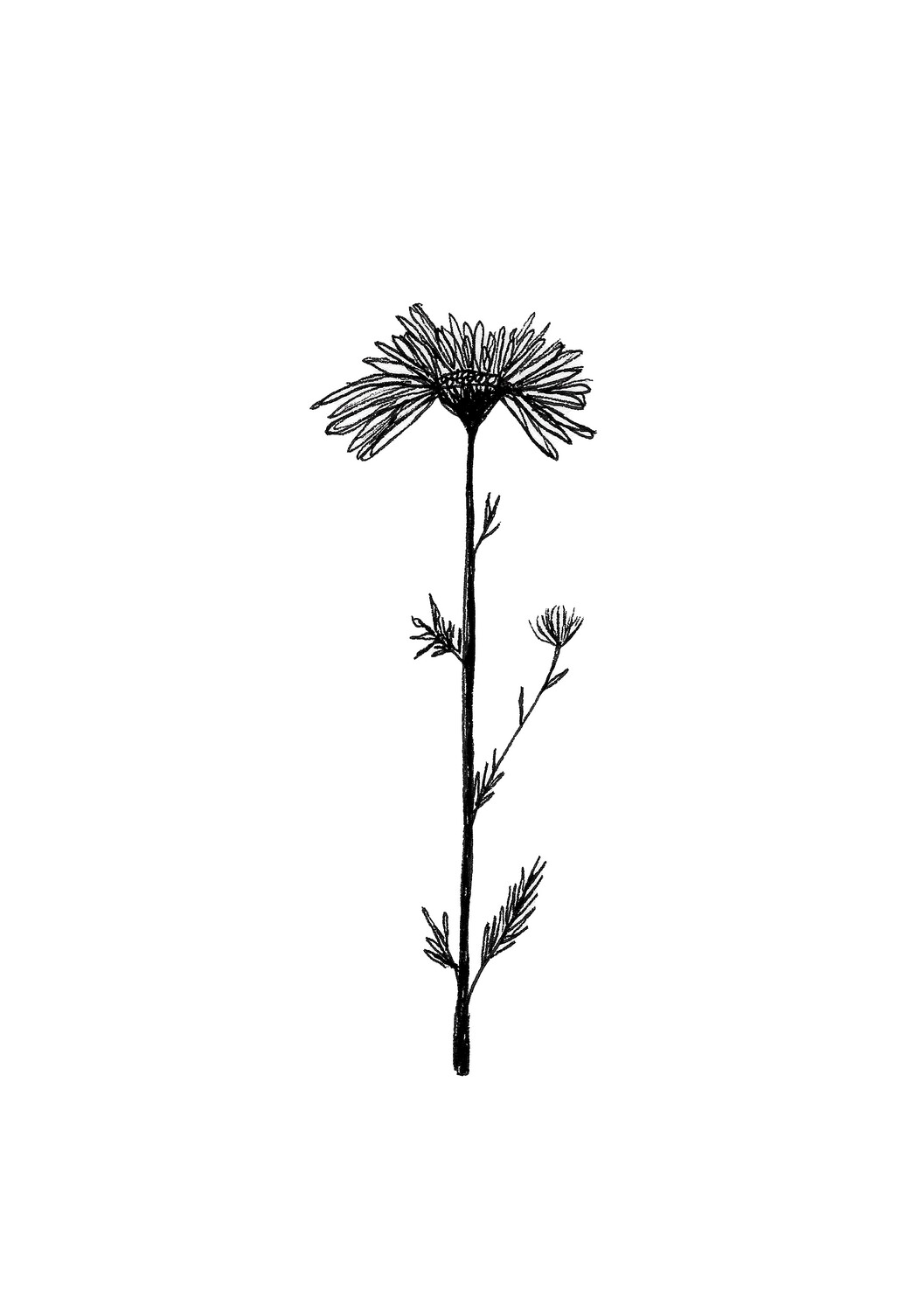 &#39;chicory&#39; drawing - a5 giclée print