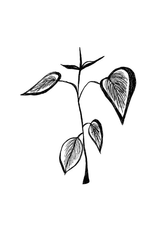 &#39;foliage&#39; drawing - a5 giclée print