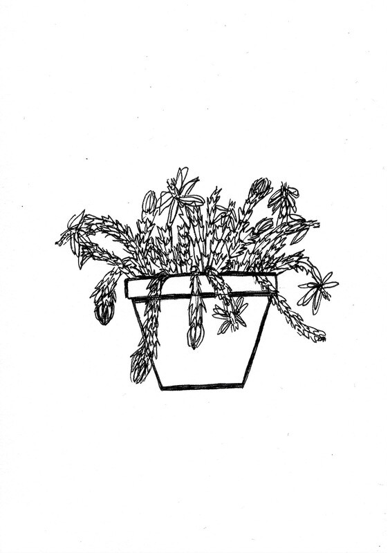 &#39;christmas cactus&#39; drawing - a5 giclée print
