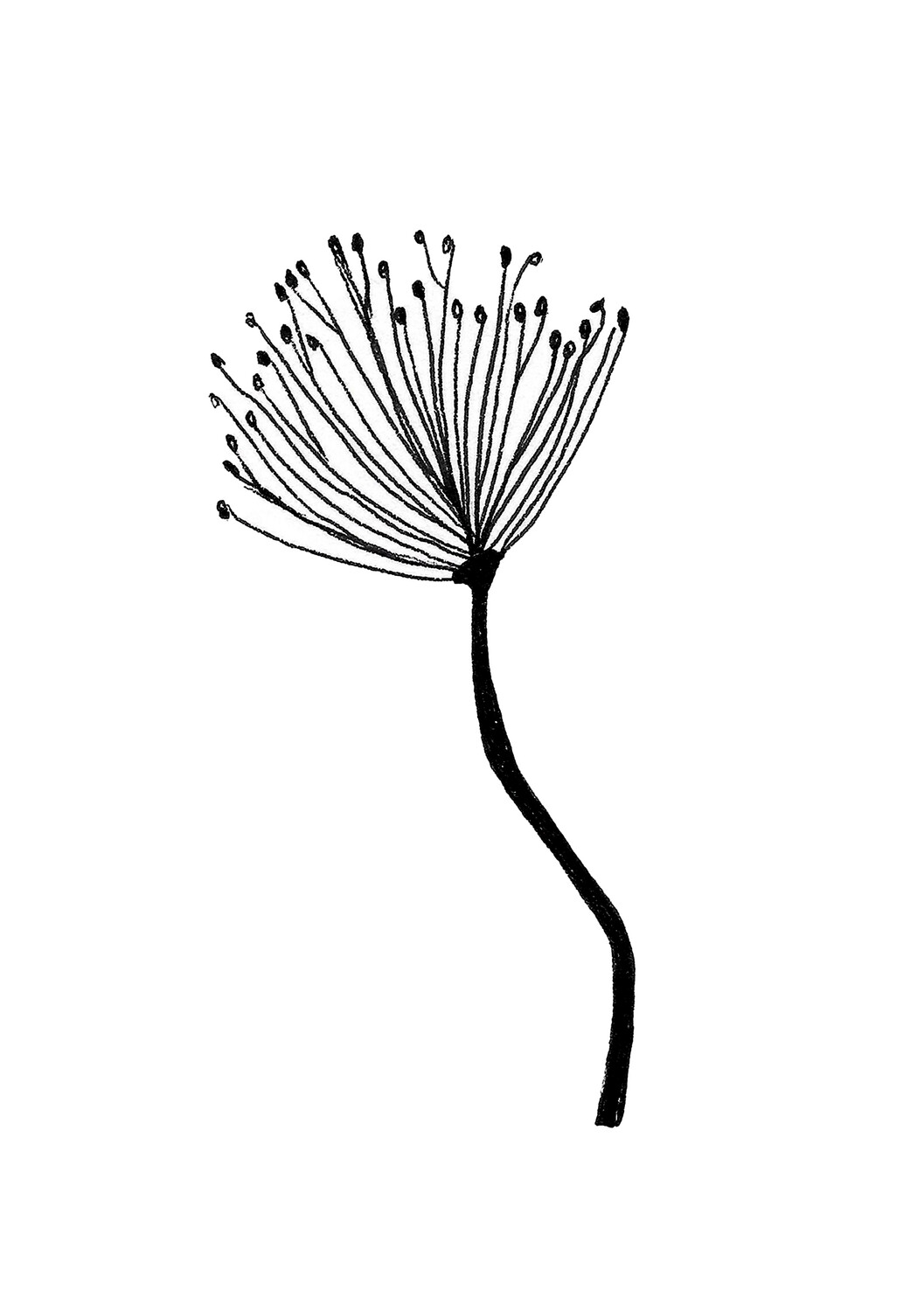 &#39;dandelion&#39; drawing - a5 giclée print
