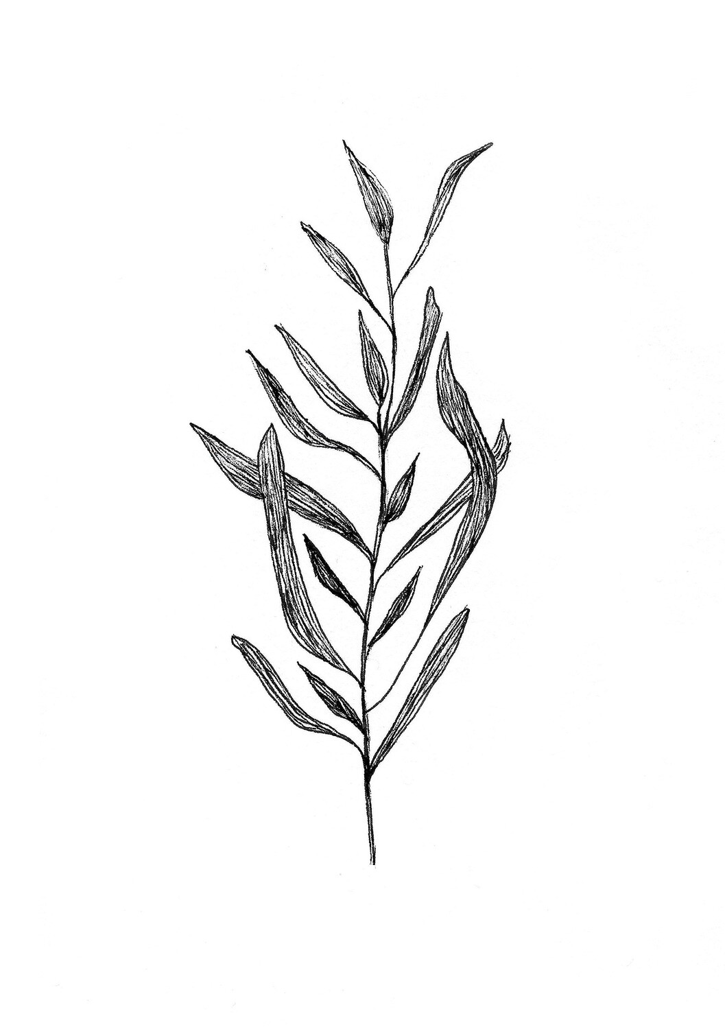 &#39;eucalyptus&#39; drawing - a5 giclée print