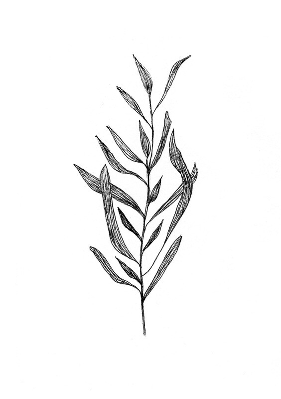 &#39;eucalyptus&#39; drawing - a5 giclée print