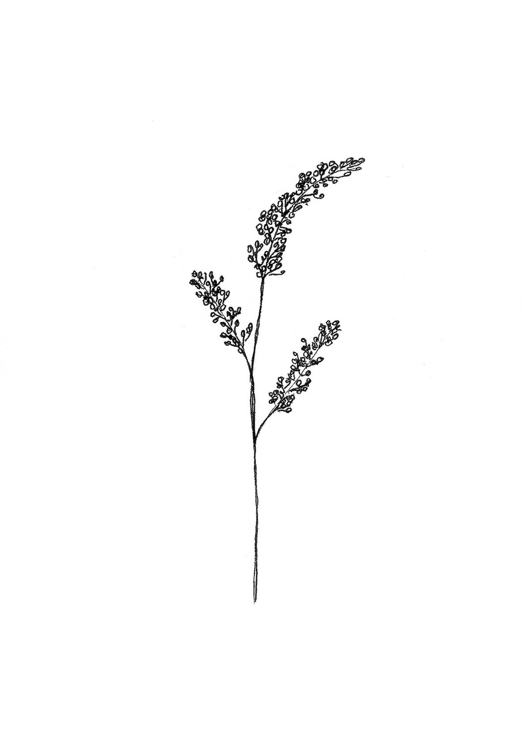 &#39;buddleia&#39; drawing - a5 giclée print