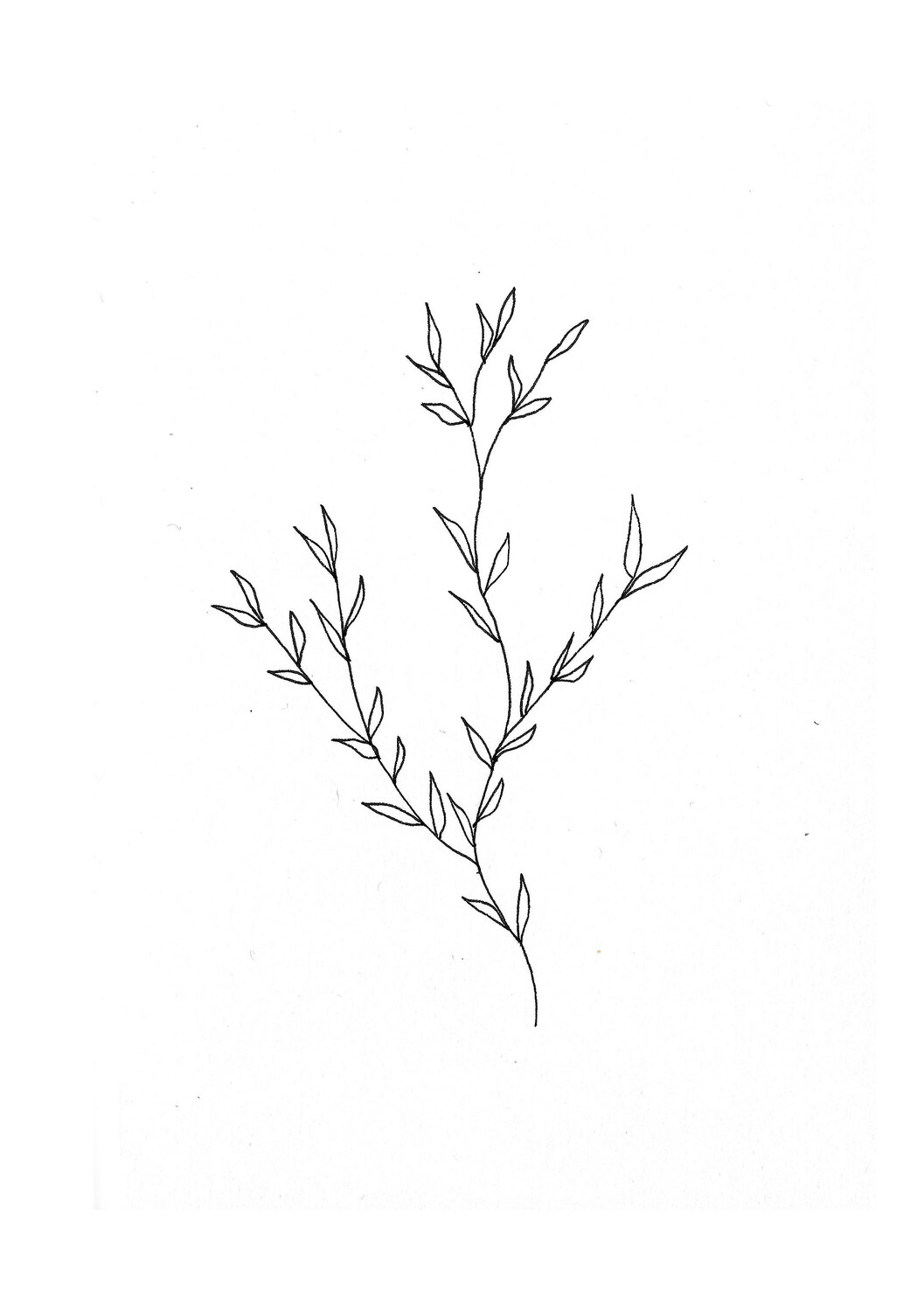 &#39;wild vine&#39; drawing - a5 giclée print