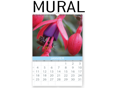 Calendrier mural 12 feuilles reliure spirale