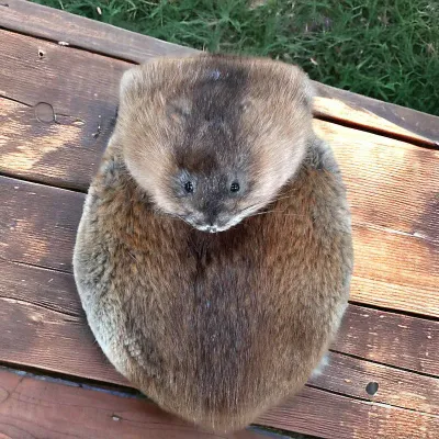 Musquash Mask Sporran