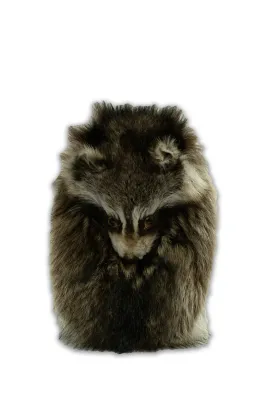 Racoon Mask Sporran Racoon Mask Sporran