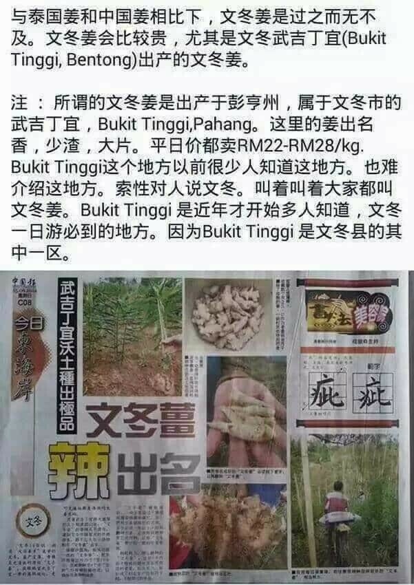 Ichiban Ginger Powder 一級棒 文冬高山a姜粉 在全马是 最火暴丶最受关注的品牌丶您尝试文冬高山a姜粉正宗全手做制作吗 百闻不如一试 绝对令你滿意