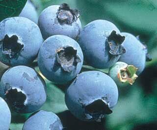 Blueberries -  LARGE FULL BUCKET - 12 lbs