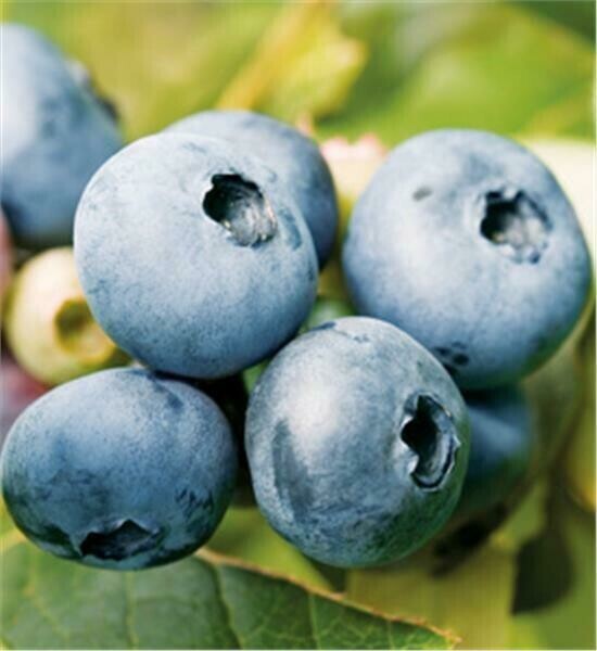 Blueberries - PREPICKED 10 lbs