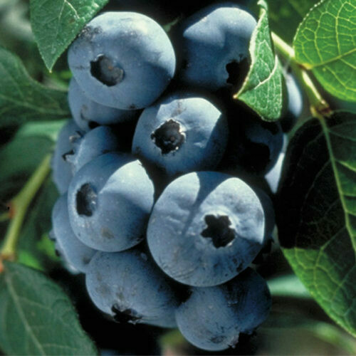 Blueberries - Prepicked BY THE POUND Blueberries - Prepicked BY THE POUND