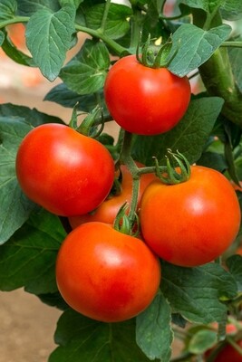 Tomato Seeds (Approximately 30 seeds)